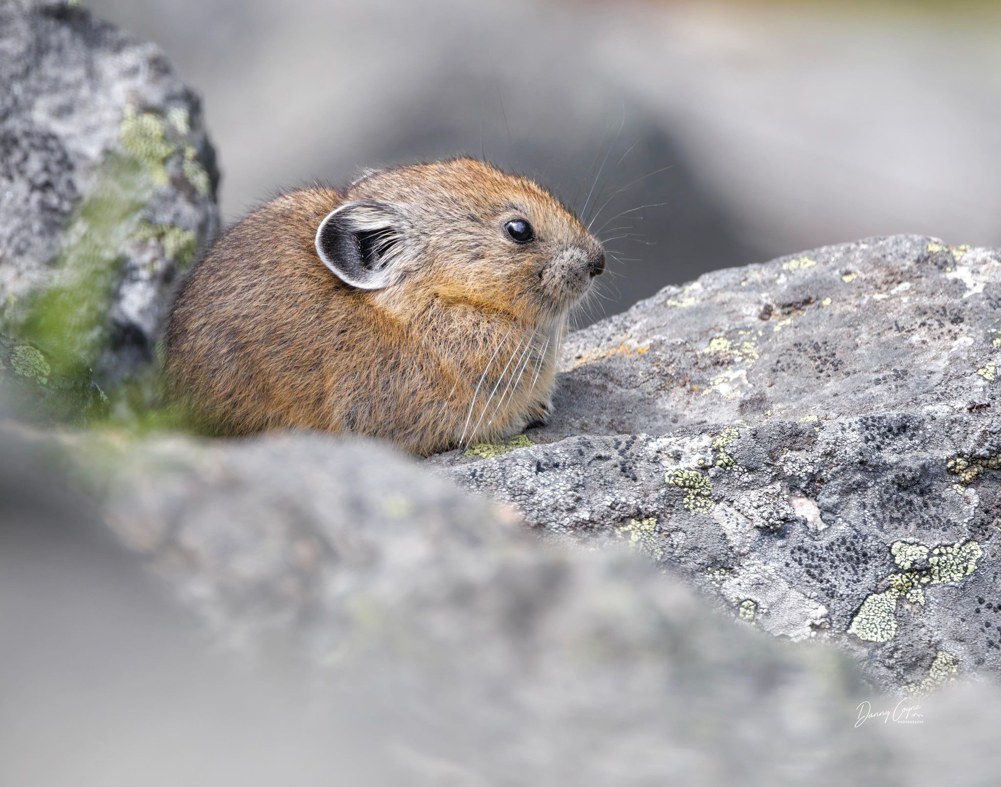 Adorable photos of pika, the rock rabbit, captured in Okanagan | iNFOnews.ca