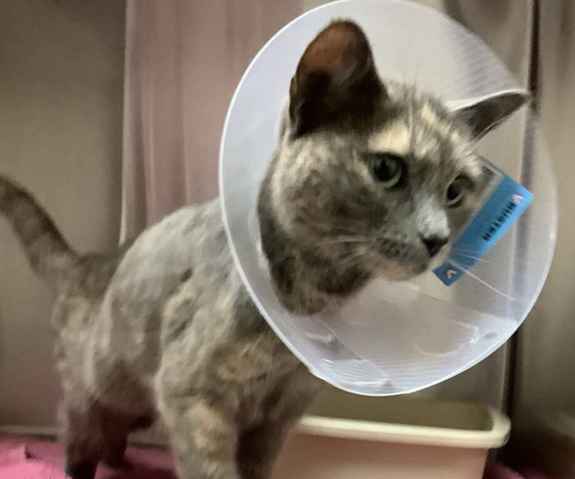 B.C. family's cat comes back after mysterious 100 km journey | iNFOnews.ca