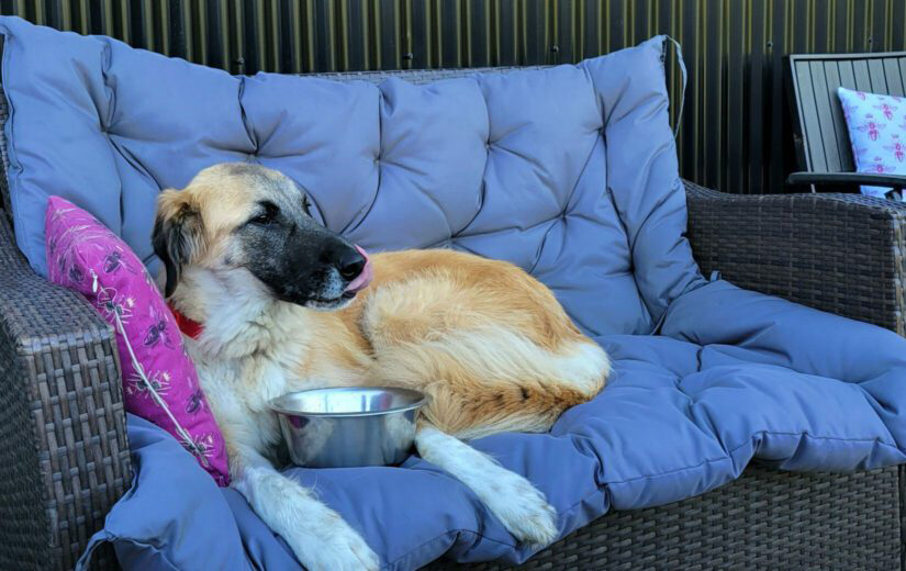 Dog abandoned and shot in Beaverdell finds loving family | iNFOnews.ca