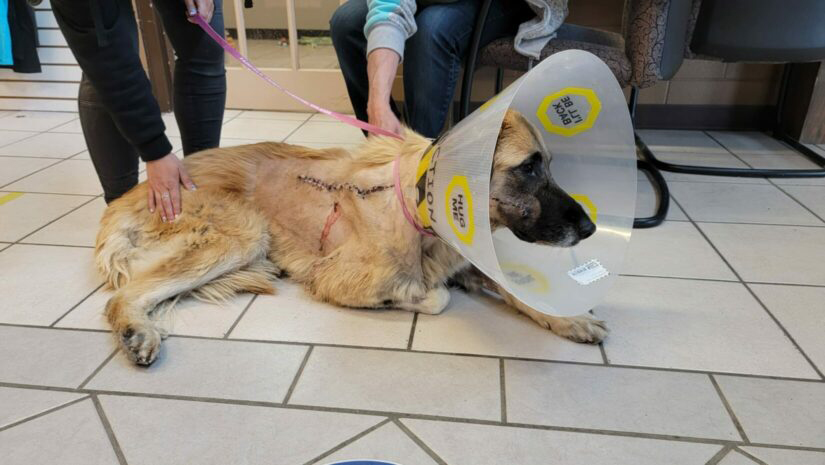 Dog abandoned and shot in Beaverdell finds loving family | iNFOnews.ca