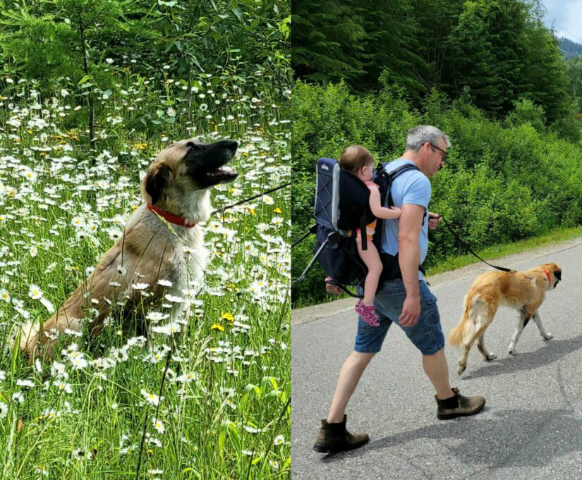 Dog abandoned and shot in Beaverdell finds loving family | iNFOnews.ca