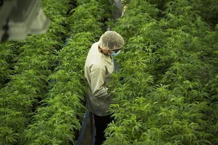 Canopy Growth sees $2B net loss as Ontario cannabis company takes large writedown | iNFOnews.ca Canopy Growth sees $2B net loss as Ontario cannabis company takes large writedown | iNFOnews.ca