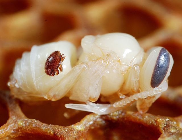 Mites are still killing off Canadian honeybees more than anything else | iNFOnews.ca Mites are still killing off Canadian honeybees more than anything else | iNFOnews.ca