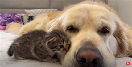 TRENDING NOW: Kitten and golden retriever become best pals | iNFOnews.ca