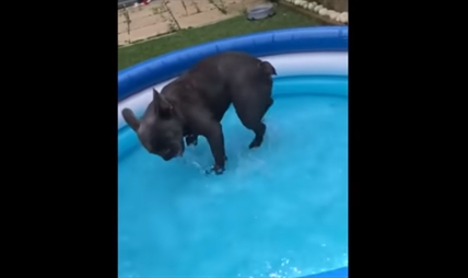 TRENDING NOW: French bulldog loses its mind with new pool during heatwave | iNFOnews.ca