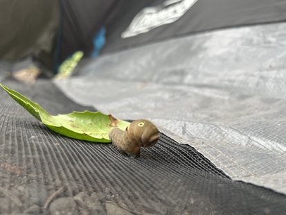 iN VIDEO: Is this the most threatening-looking bug in the Okanagan? | iNFOnews.ca iN VIDEO: Is this the most threatening-looking bug in the Okanagan? | iNFOnews.ca