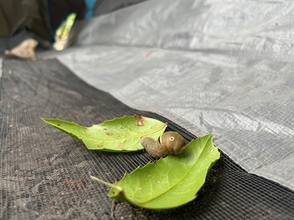 iN VIDEO: Is this the most threatening-looking bug in the Okanagan? | iNFOnews.ca iN VIDEO: Is this the most threatening-looking bug in the Okanagan? | iNFOnews.ca