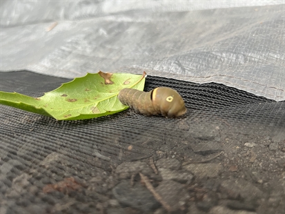 iN VIDEO: Is this the most threatening-looking bug in the Okanagan? | iNFOnews.ca iN VIDEO: Is this the most threatening-looking bug in the Okanagan? | iNFOnews.ca