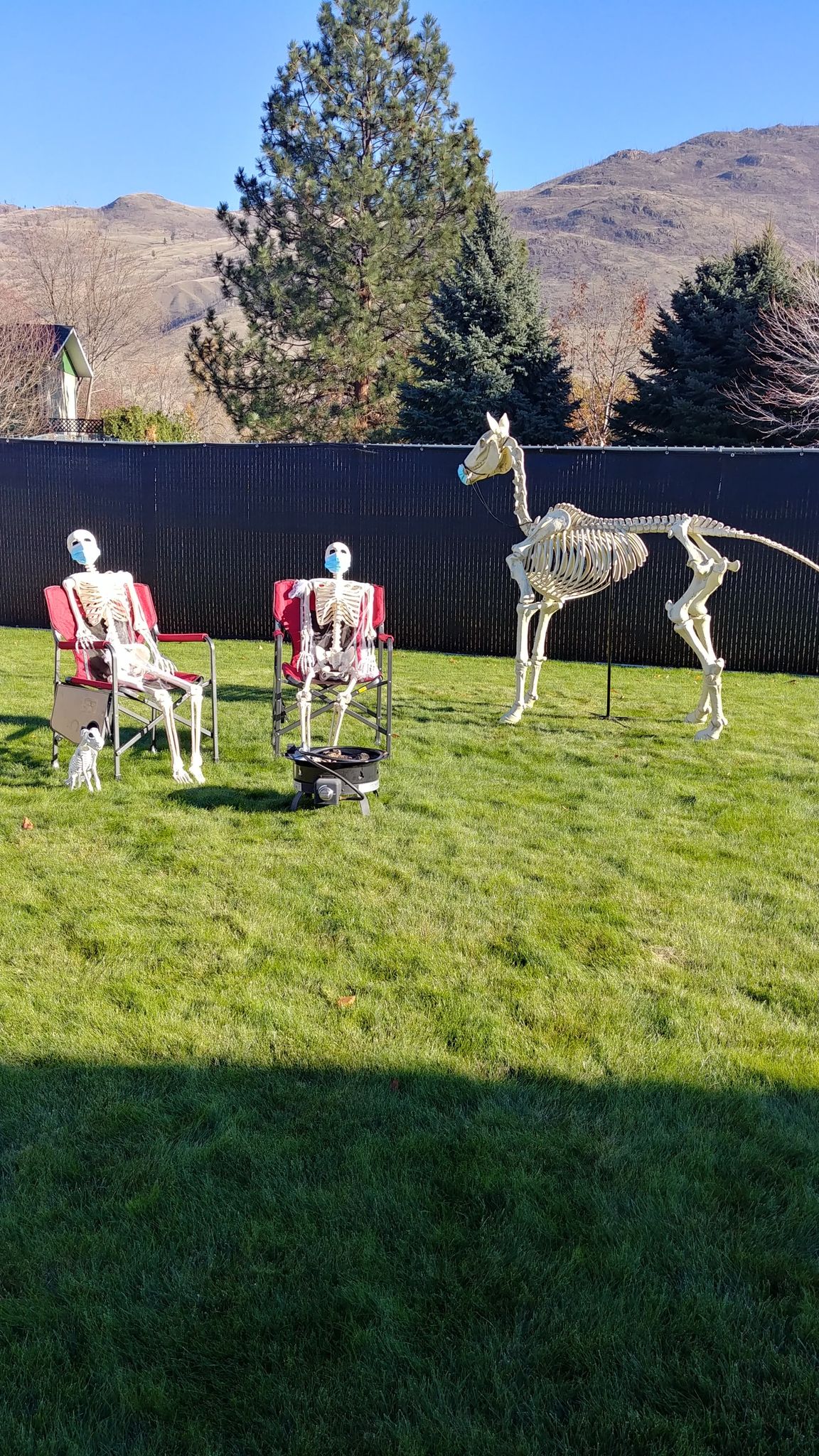 Kamloops family starts haunted house planning early with giant skeletons | iNFOnews.ca
