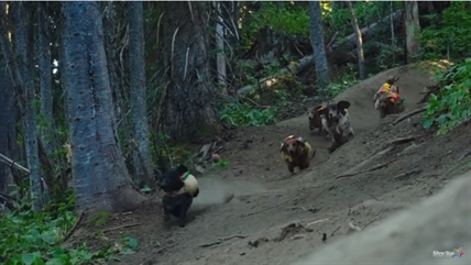 TRENDING NOW: Weiner dogs take over new SilverStar bike trail | iNFOnews.ca