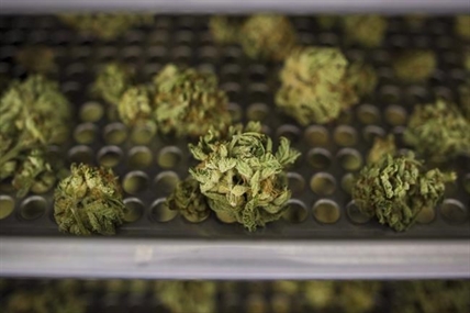How is cannabis legalization going? Feds launch overdue review to find out | iNFOnews.ca