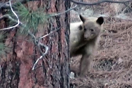 Mother bear and cubs shot in Summerland | iNFOnews.ca Mother bear and cubs shot in Summerland | iNFOnews.ca