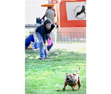 Okanagan dogs get the jump on fun | iNFOnews.ca