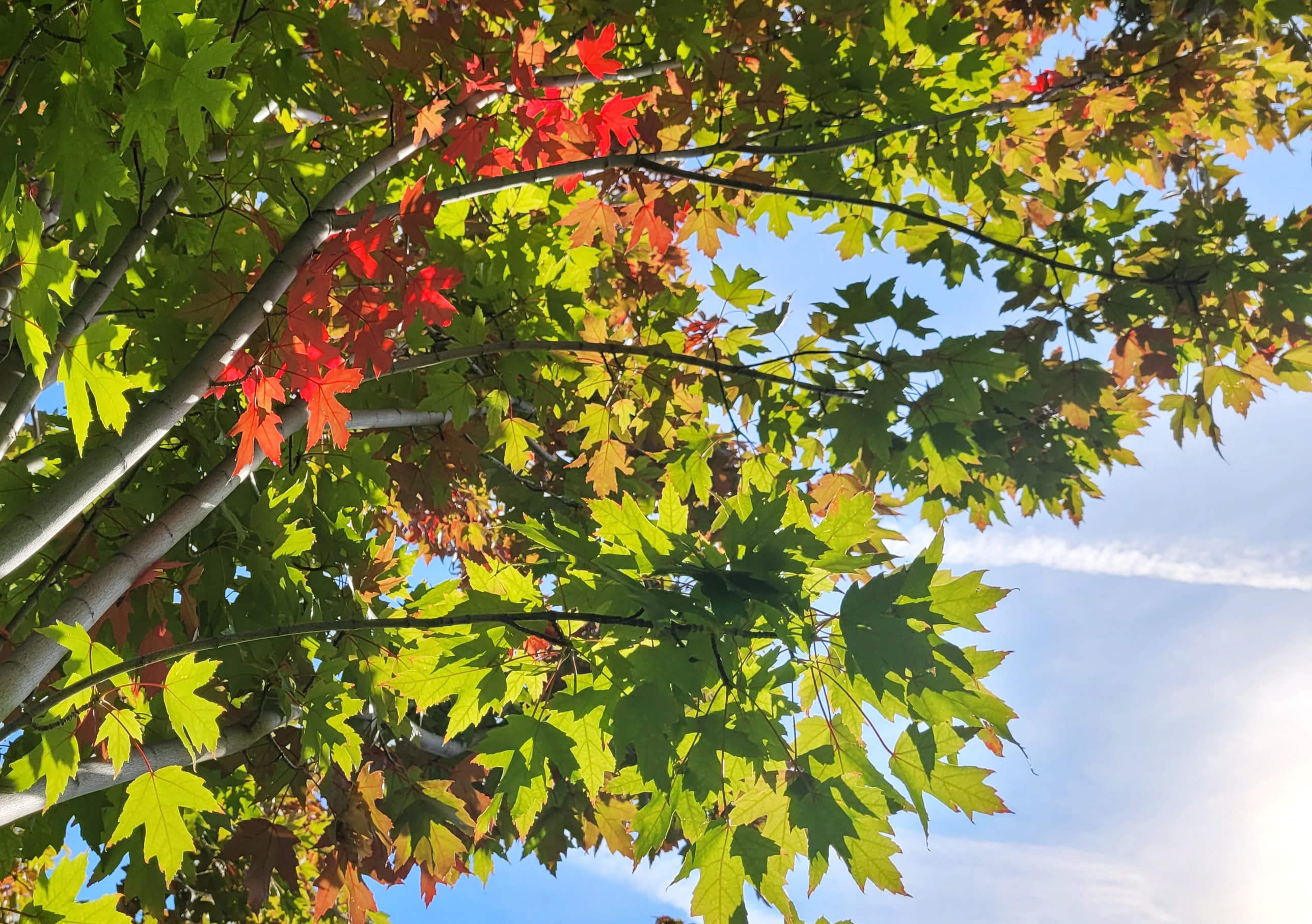 Where to find the prettiest fall colours in Kamloops, Okanagan | iNFOnews.ca