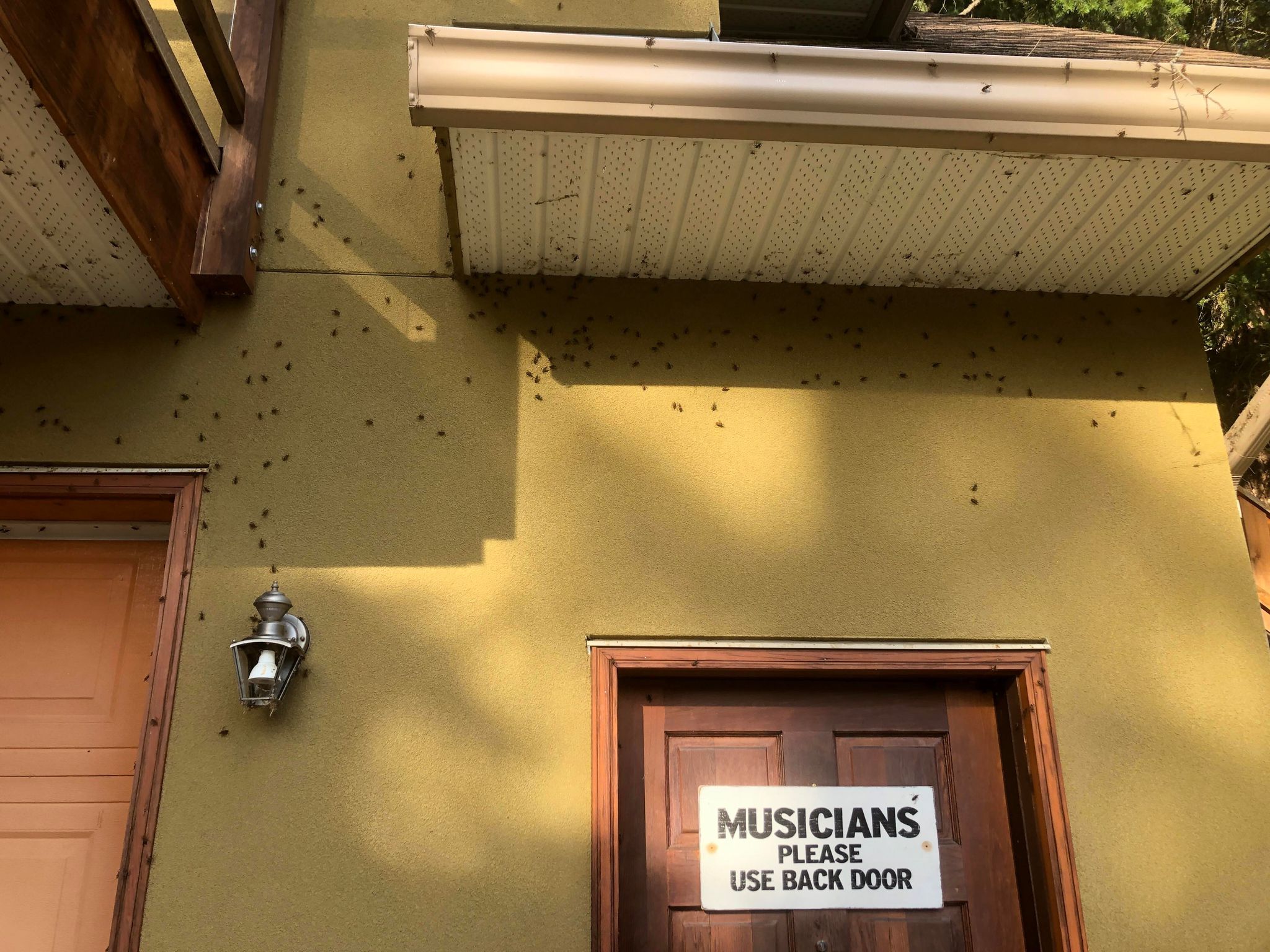 Stinky seed bug boom bugging residents in Shuswap, Kamloops and Okanagan | iNFOnews.ca Stinky seed bug boom bugging residents in Shuswap, Kamloops and Okanagan | iNFOnews.ca