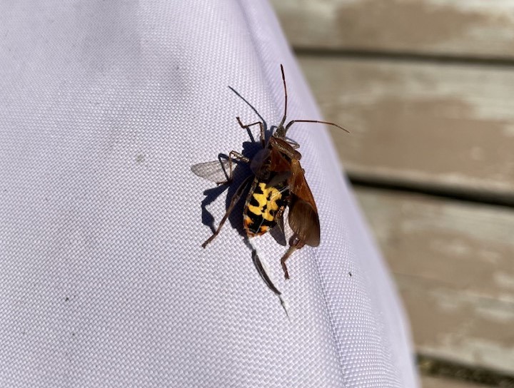 Stinky seed bug boom bugging residents in Shuswap, Kamloops and Okanagan | iNFOnews.ca Stinky seed bug boom bugging residents in Shuswap, Kamloops and Okanagan | iNFOnews.ca