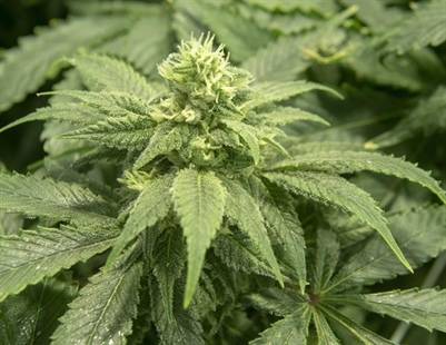 The Green Organic Dutchman signs deal to merge with BZAM Cannabis | iNFOnews.ca The Green Organic Dutchman signs deal to merge with BZAM Cannabis | iNFOnews.ca