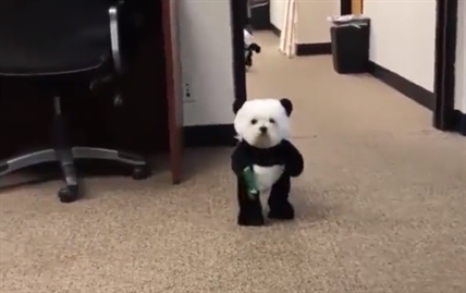 TRENDING NOW: Dressing up dogs in other animal Halloween costumes | iNFOnews.ca