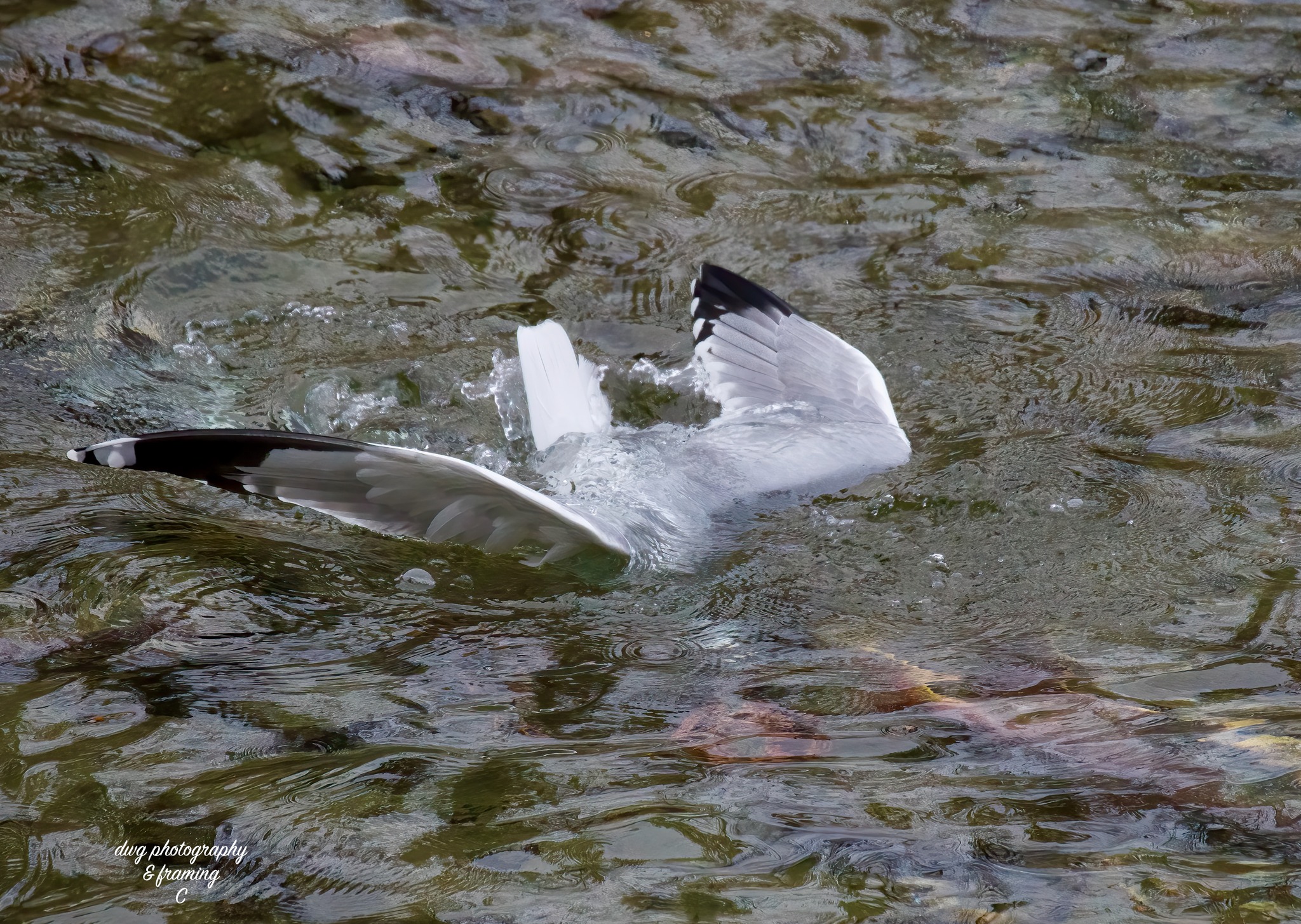 iN PHOTOS: Local photographers capture life and death of Adams River salmon run | iNFOnews.ca iN PHOTOS: Local photographers capture life and death of Adams River salmon run | iNFOnews.ca