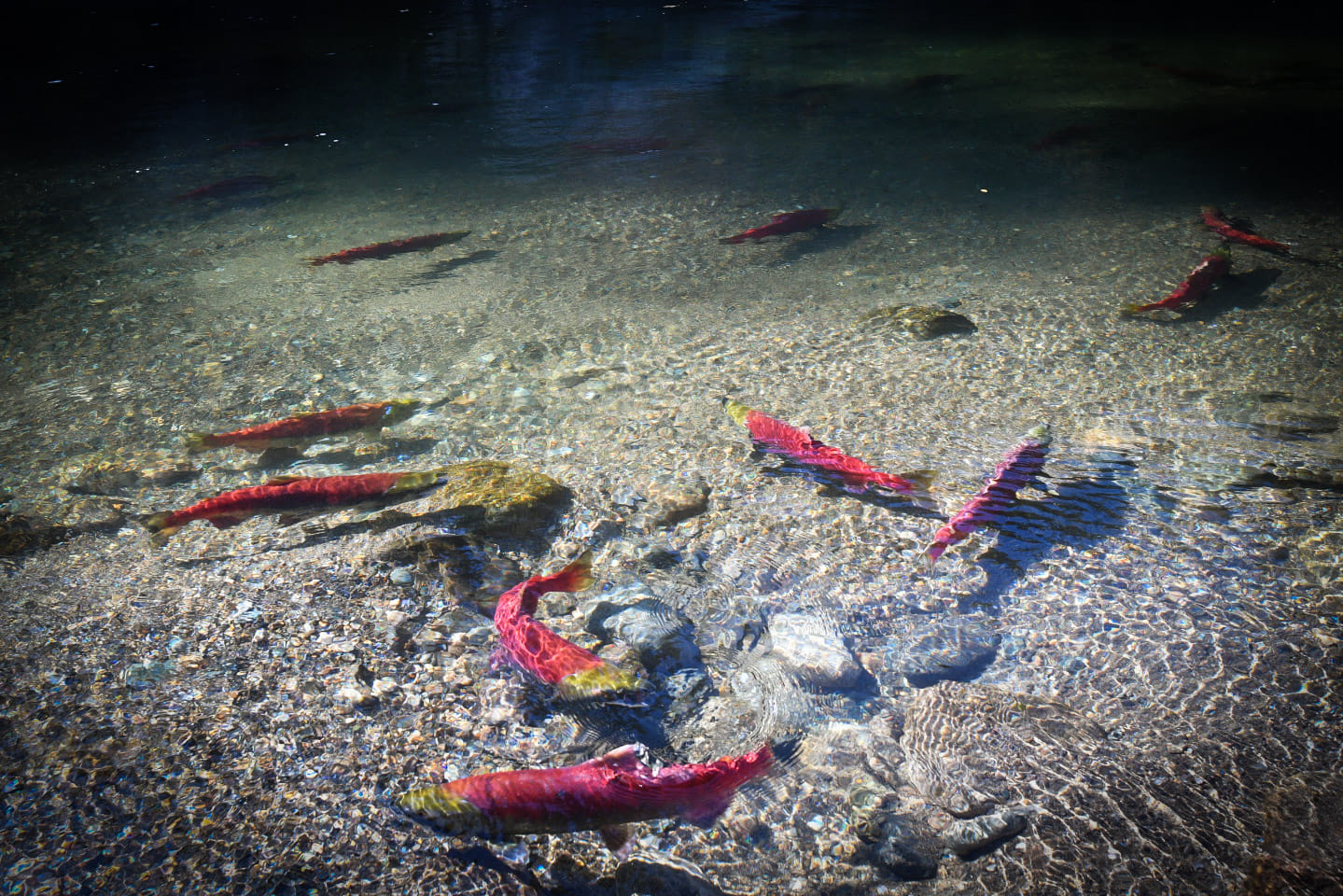 iN PHOTOS: Local photographers capture life and death of Adams River salmon run | iNFOnews.ca iN PHOTOS: Local photographers capture life and death of Adams River salmon run | iNFOnews.ca