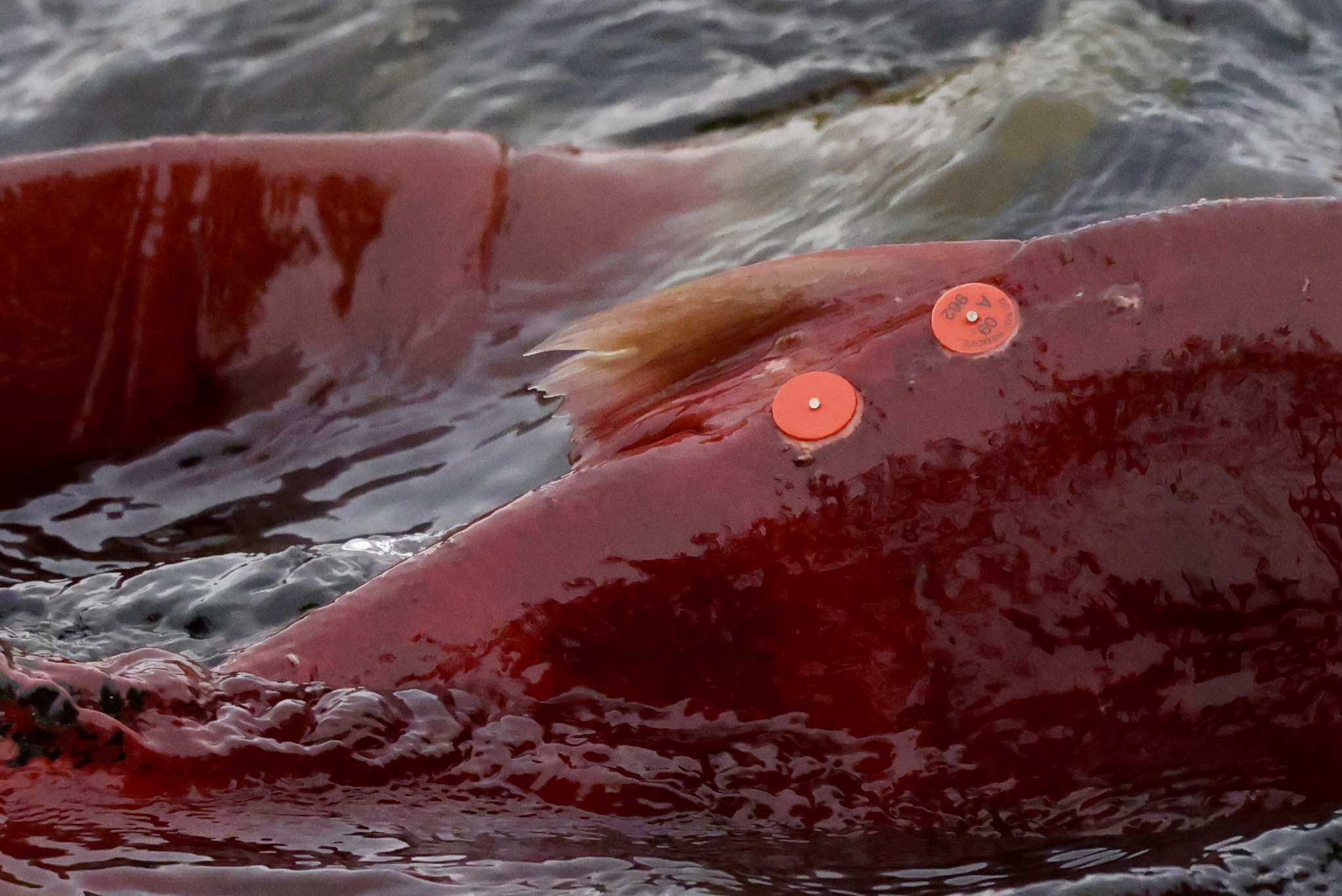 iN PHOTOS: Local photographers capture life and death of Adams River salmon run | iNFOnews.ca iN PHOTOS: Local photographers capture life and death of Adams River salmon run | iNFOnews.ca
