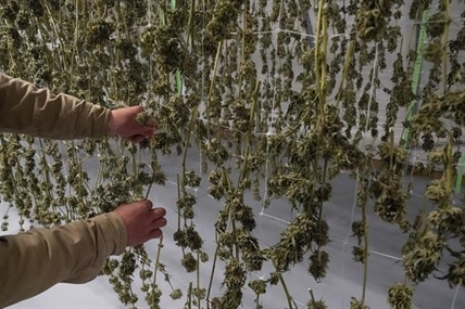Judge halts pot dispensary licenses in parts of New York | iNFOnews.ca