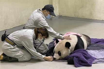Symbol of reunion with China, panda Tuan Tuan dies in Taipei | iNFOnews.ca Symbol of reunion with China, panda Tuan Tuan dies in Taipei | iNFOnews.ca