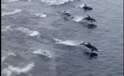 TRENDING NOW: Pod of dolphins swims next to B.C. ferry | iNFOnews.ca