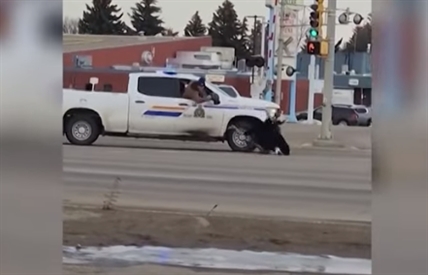 TRENDING NOW: RCMP chase ostrich through Alberta streets | iNFOnews.ca