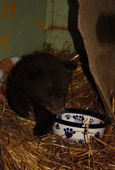 Orphaned bear cub sent to rehab | iNFOnews.ca