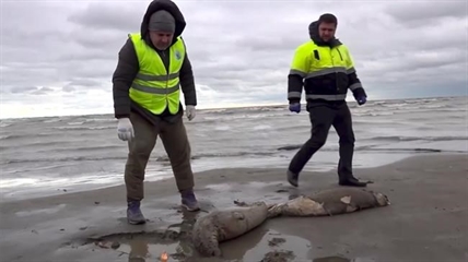 1,700 dead seals found on Russia's Caspian coast | iNFOnews.ca 1,700 dead seals found on Russia's Caspian coast | iNFOnews.ca