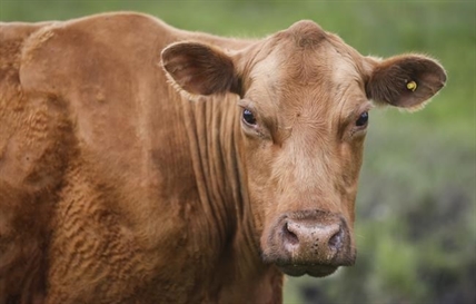 Four cows have been captured in a small Quebec town after months on the loose | iNFOnews.ca Four cows have been captured in a small Quebec town after months on the loose | iNFOnews.ca