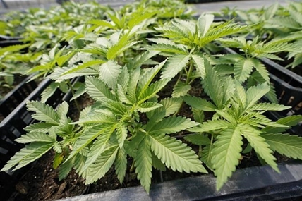 New York to open first legal pot dispensary by year's end | iNFOnews.ca