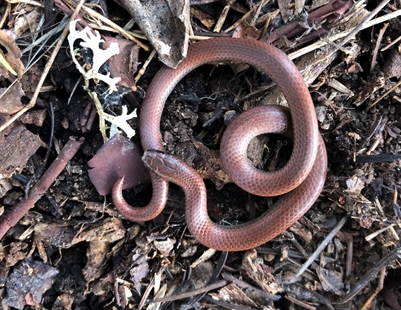 B.C.'s slugs and bugs are worth saving, too | iNFOnews.ca B.C.'s slugs and bugs are worth saving, too | iNFOnews.ca