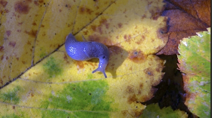 B.C.'s slugs and bugs are worth saving, too | iNFOnews.ca B.C.'s slugs and bugs are worth saving, too | iNFOnews.ca