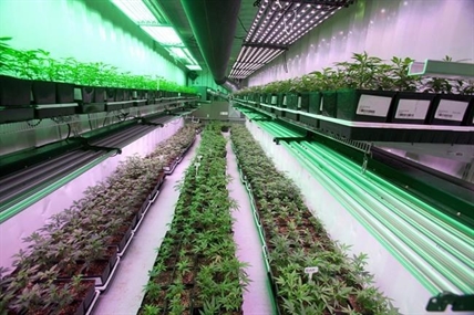Cannabis company Organigram reports Q1 profit as revenue and margins improve | iNFOnews.ca