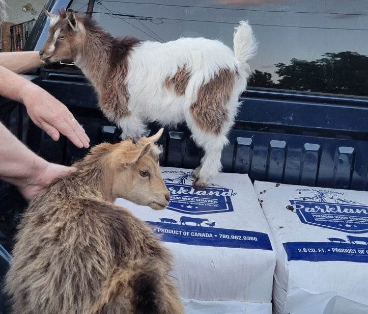 Summerland man with celebrity goats planning to expand herd | iNFOnews.ca Summerland man with celebrity goats planning to expand herd | iNFOnews.ca