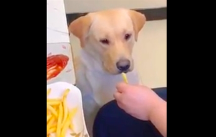 TRENDING NOW: Picky dog won't eat french fry until it's dipped in ketchup | iNFOnews.ca TRENDING NOW: Picky dog won't eat french fry until it's dipped in ketchup | iNFOnews.ca