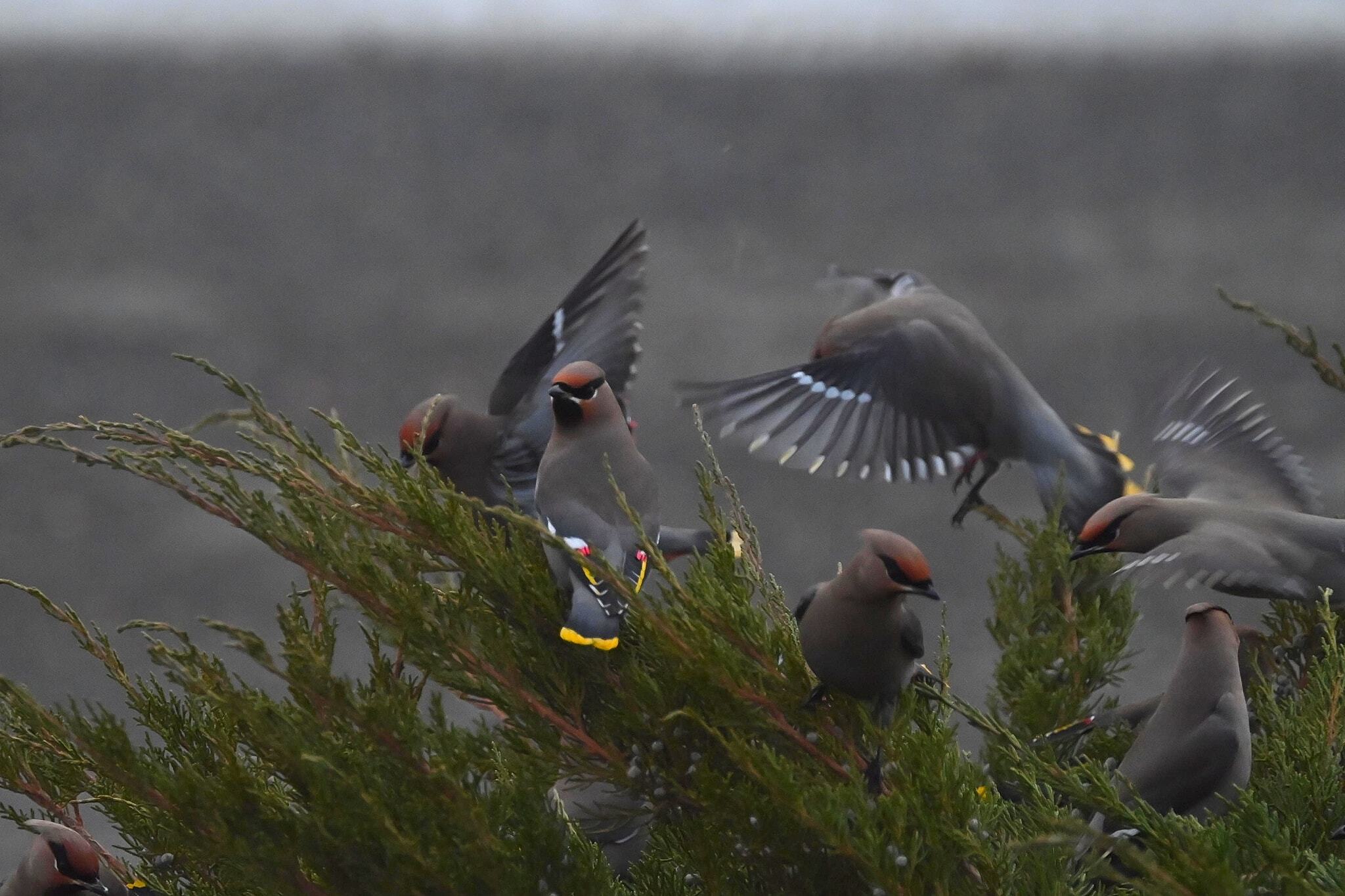 iN PHOTO: Beautiful Bohemian Waxwings brighten up winters in Kamloops, Okanagan | iNFOnews.ca