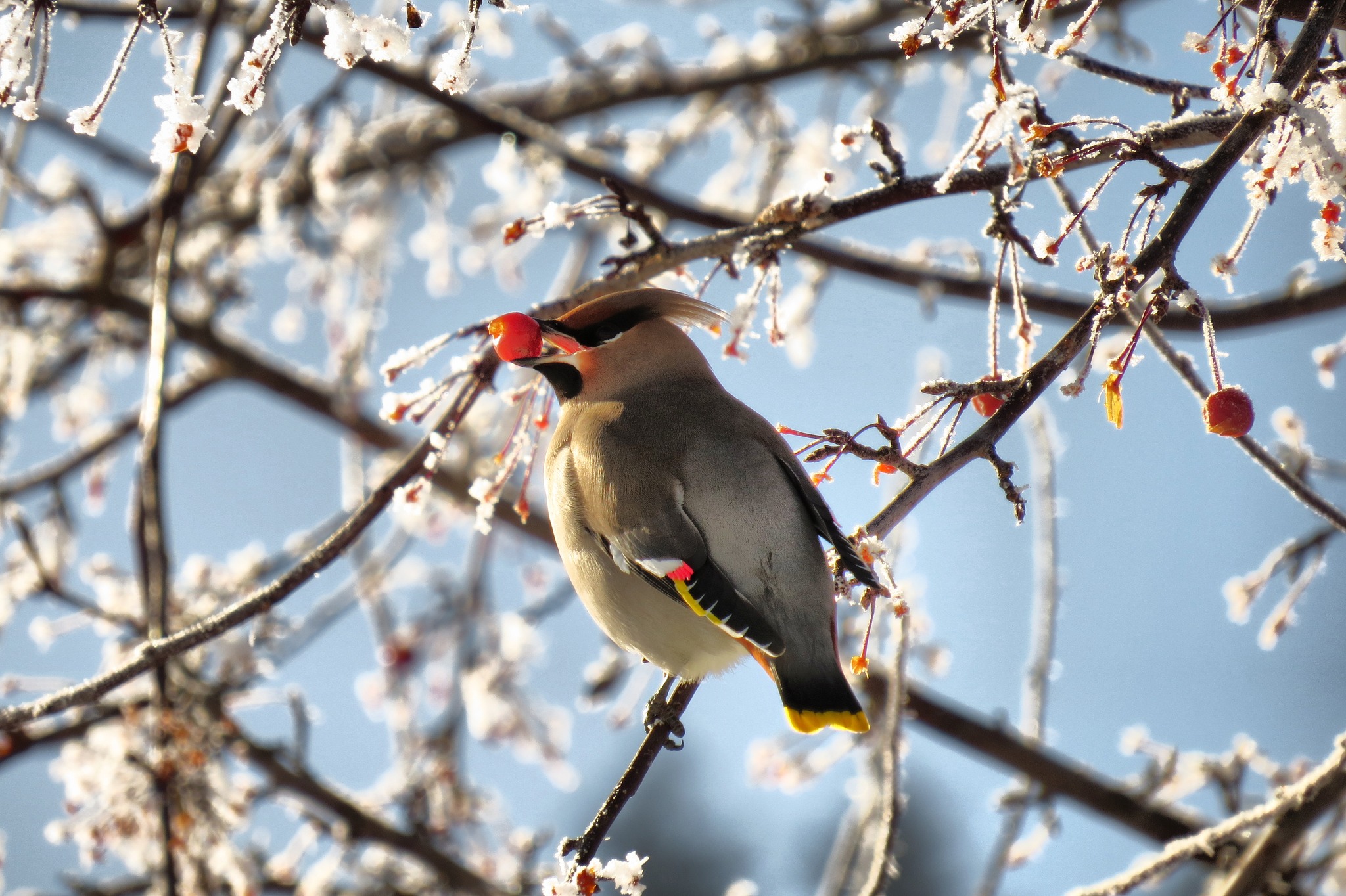 iN PHOTO: Beautiful Bohemian Waxwings brighten up winters in Kamloops, Okanagan | iNFOnews.ca