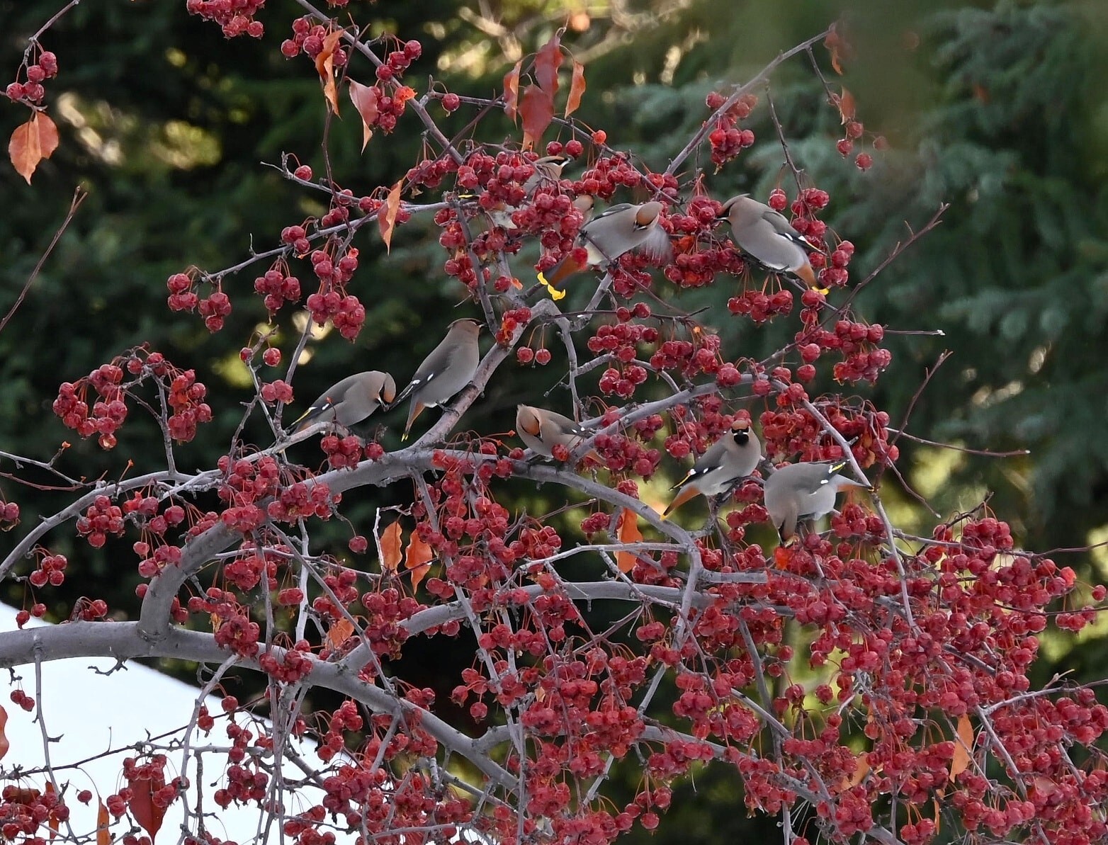 iN PHOTO: Beautiful Bohemian Waxwings brighten up winters in Kamloops, Okanagan | iNFOnews.ca