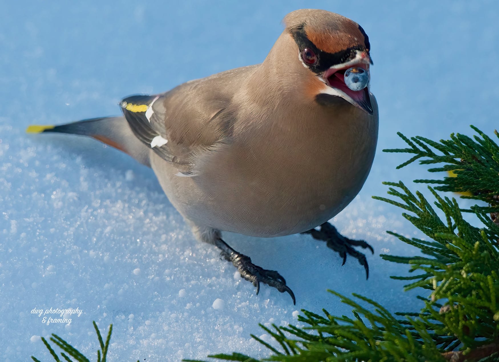 iN PHOTO: Beautiful Bohemian Waxwings brighten up winters in Kamloops, Okanagan | iNFOnews.ca