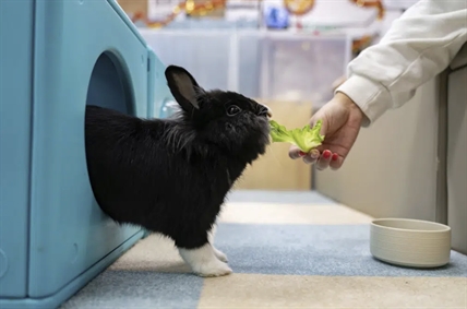 iN PHOTOS: Pet rabbits in Hong Kong enjoy bunny resort while owners away | iNFOnews.ca iN PHOTOS: Pet rabbits in Hong Kong enjoy bunny resort while owners away | iNFOnews.ca