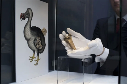 Bring back dodo? Ambitious plan draws investors, critics | iNFOnews.ca Bring back dodo? Ambitious plan draws investors, critics | iNFOnews.ca