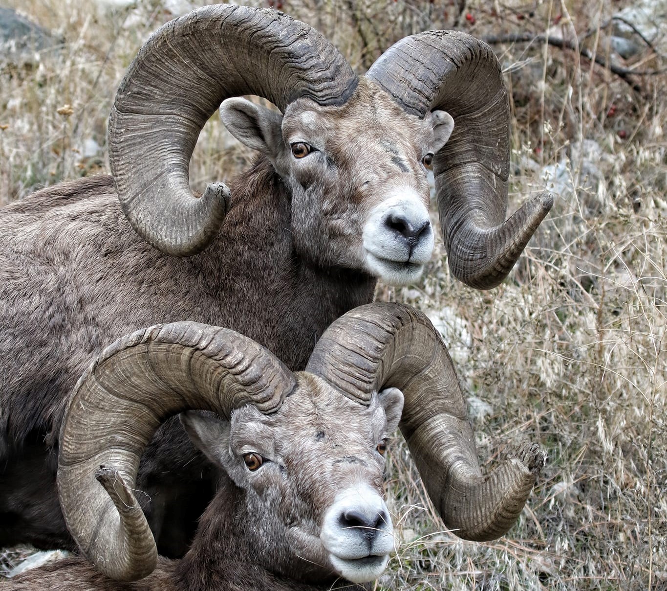 iN PHOTOS: Kamloops wildlife photographer captures amazing bighorn sheep images | iNFOnews.ca