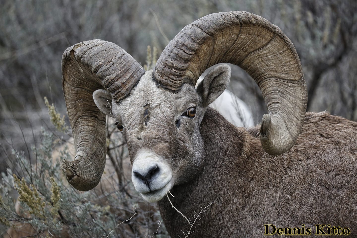 iN PHOTOS: Kamloops wildlife photographer captures amazing bighorn sheep images | iNFOnews.ca