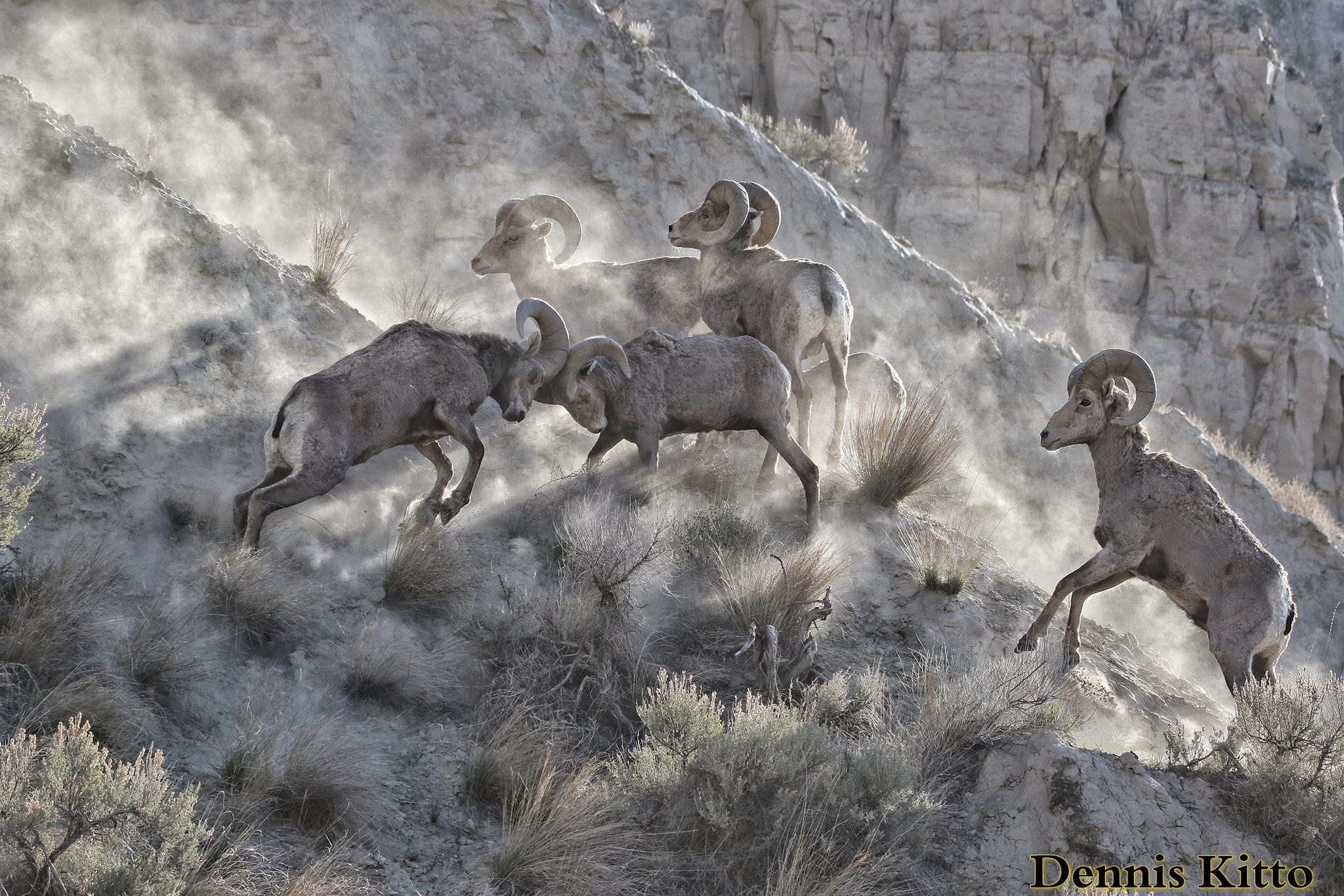 iN PHOTOS: Kamloops wildlife photographer captures amazing bighorn sheep images | iNFOnews.ca