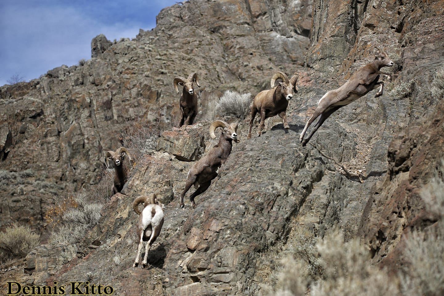 iN PHOTOS: Kamloops wildlife photographer captures amazing bighorn sheep images | iNFOnews.ca