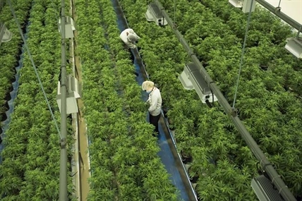 Cannabis company Canopy Growth to lay off 800, close and consolidate some facilities | iNFOnews.ca Cannabis company Canopy Growth to lay off 800, close and consolidate some facilities | iNFOnews.ca