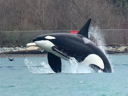 Bird photographer's stunning image of an orca in flight off Stanley Park | iNFOnews.ca Bird photographer's stunning image of an orca in flight off Stanley Park | iNFOnews.ca